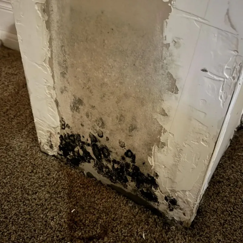 Professional Mold Removal in Bayonne, NJ